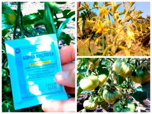 borna-kyslota-dlia-pomidoriv-iak-mikroelement-zabezpechuie-riasnu-zaviaz-i-solod-0fba