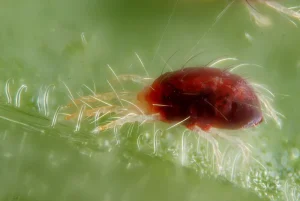 choho-boitsia-pavutynnyi-klishch-naukovi-slabkosti-ta-efektyvni-sposoby-zakhystu-6c3d