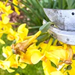 Коли обрізати нарциси після цвітіння: повний гід для пишного цвіту