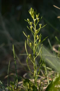 lon-tse-roslyna-steblo-iakoi-peretvoriuietsia-na-naimitsnishu-dykhaiuchu-tkanynu-f996