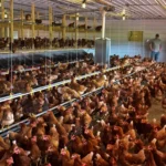 Відгодівля курчат в домашніх умовах: повний практичний гід