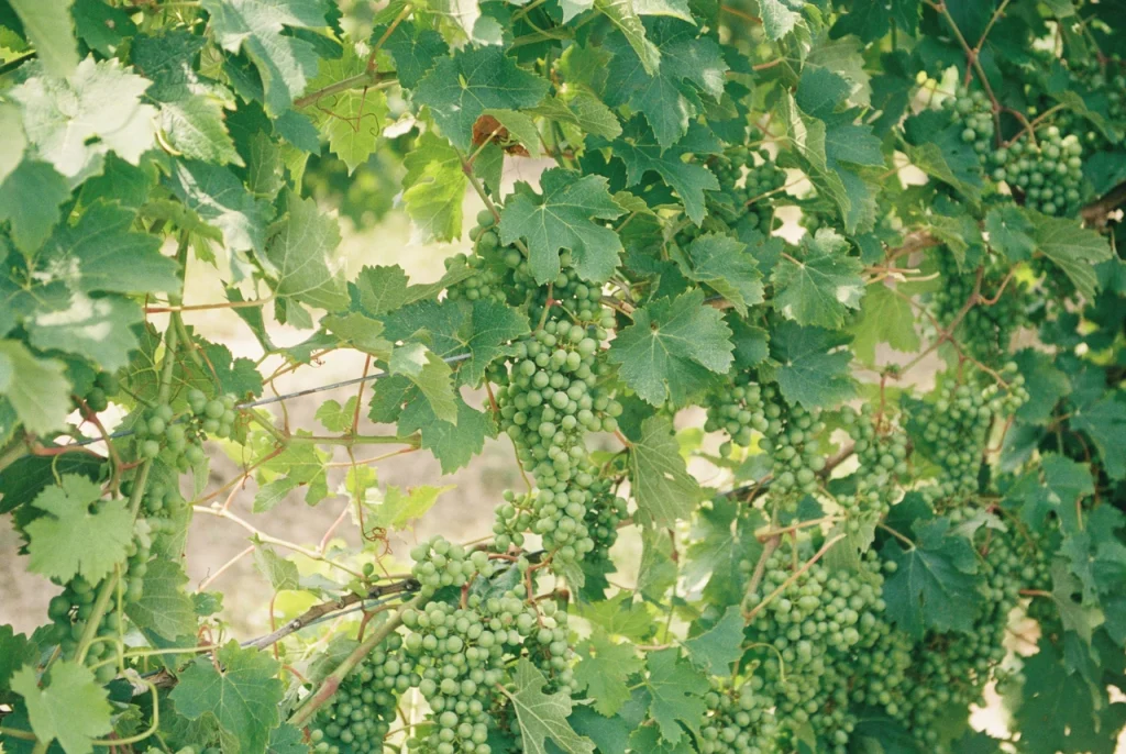 vynnyi-vynohrad-sekrety-vyroshchuvannia-sorty-ta-mahiia-vyna-f2fe